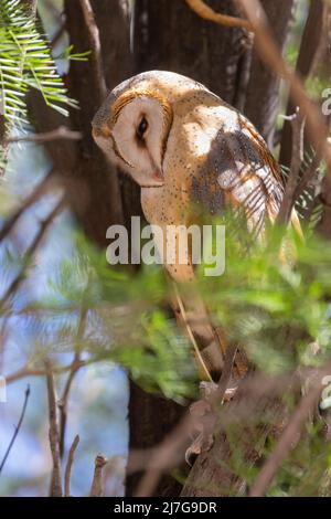 Die Western Barn Owl (Tyto alba) brüllt in einem Baum im Nossob Camp, im Kgalagadi Transfrontier Park, Kalahari, Nordkap, Südafrika Stockfoto
