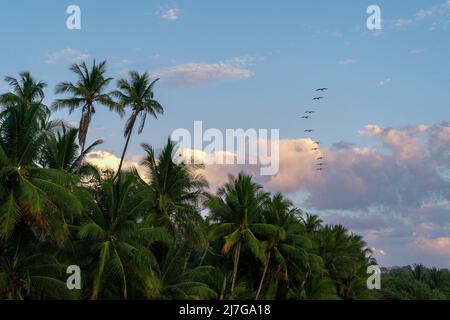 Schöner exotischer tropischer Hintergrund mit Palmen und Vögeln am Himmel. Stockfoto