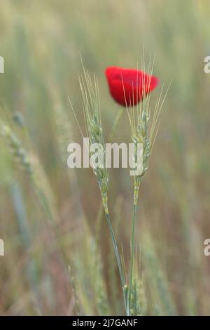 Nahaufnahme eines roten Mohns, der in einem Wildblumenfeld mit grünen Stängeln und gelben Blüten im Frühling blüht Stockfoto