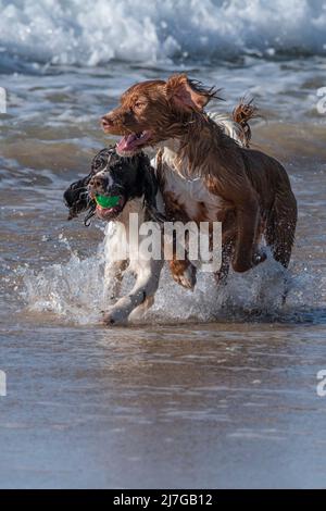 Zwei Sprocker Spaniel Hunde spielen im Meer am Fistral Beach in Newquay in Cornwall in Großbritannien. Stockfoto