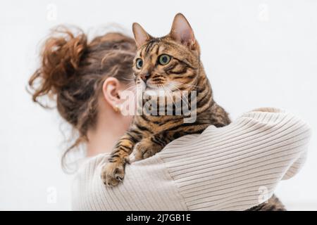 Verschwommene Frau, die reinrassige bengalkatze zu Hause hält Stockfoto