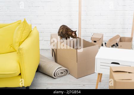 Bengalkatze, die zu Hause auf einem Karton sitzt Stockfoto