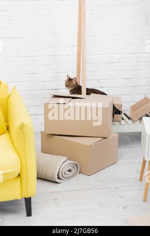 Bengalkatze, die zu Hause in der Nähe von Kartons steht Stockfoto