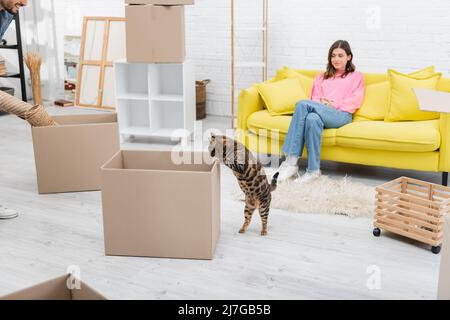 Bengalkatze steht in der Nähe des Kartons und pärchen zu Hause Stockfoto