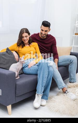 Multiethnisches Paar, das im Wohnzimmer die verschwommene sphynx-Katze anschaut Stockfoto