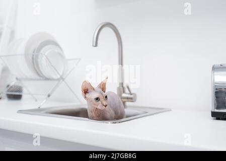 Haarlose sphynx-Katze im Waschbecken in der Küche Stockfoto