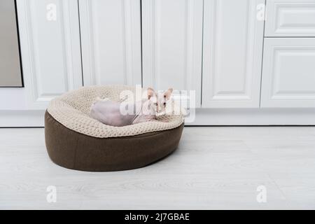 Sphynx Katze liegt auf Ottomane in der Küche Stockfoto