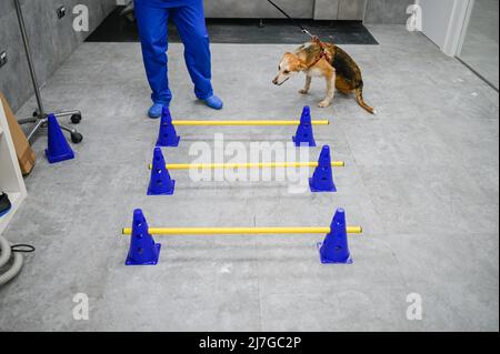 Verletzte gerettete Hund erhält Therapie für Hüftproblem in einem Veterinärzentrum Stockfoto