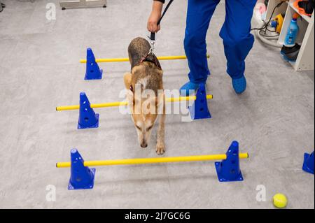 Verletzte gerettete Hund erhält Therapie für Hüftproblem in einem Veterinärzentrum Stockfoto