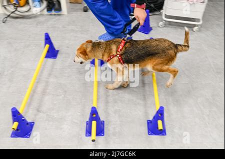 Verletzte gerettete Hund erhält Therapie für Hüftproblem in einem Veterinärzentrum Stockfoto