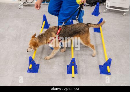 Verletzte gerettete Hund erhält Therapie für Hüftproblem in einem Veterinärzentrum Stockfoto