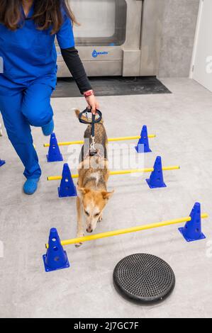 Verletzte gerettete Hund erhält Therapie für Hüftproblem in einem Veterinärzentrum Stockfoto