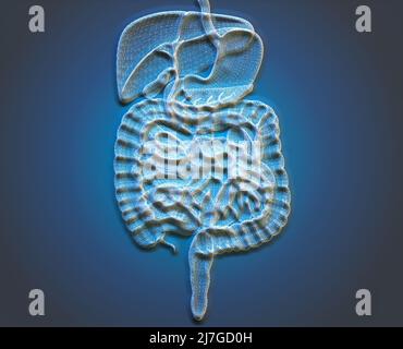 Menschlicher Körper, Verdauungssystem, Anatomie. Darm. Erweiterung im Bauchbereich. Bauchschmerzen. 3D Rendern Stockfoto