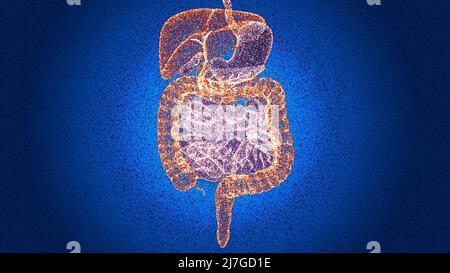Menschlicher Körper, Verdauungssystem, Anatomie. Darm. Erweiterung im Bauchbereich. Bauchschmerzen. 3D Rendern Stockfoto