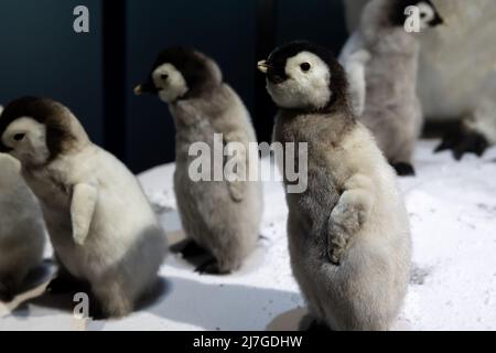 Kleine Kaiserpinguine aus der Nähe im Schnee, Wildtiere. Stockfoto