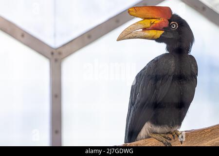 Schwarzer Vogel mit ungewöhnlichem Schnabel, Malaiischer Kalao. Stockfoto