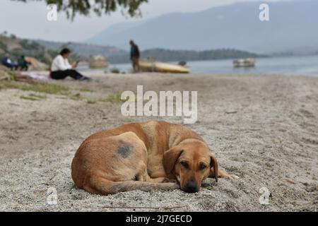 Straßenhund, der am Ufer des Bafa-Sees in der Westtürkei schläft Stockfoto