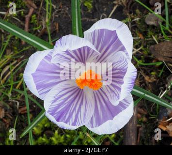 Makroaufnahme eines violetten und weißen Krokus, der Anfang April blüht. Stockfoto