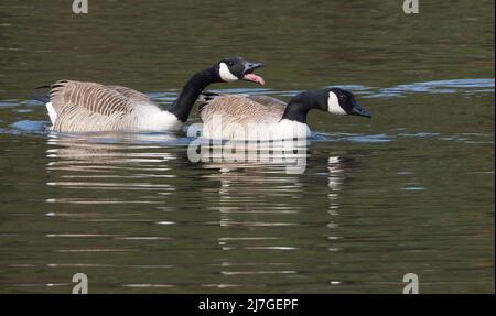 Kanadagänse (branta canadensis) auf einem See im April - Lancashire, England, mit dem Männchen, das hupt, um andere Männchen von seinem Weibchen fernzuhalten. Stockfoto