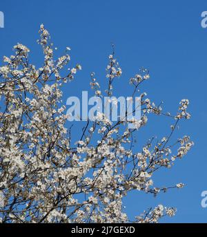 Im Frühling (April) blühen wunderschöne Weißdorne vor blauem Himmel. Stockfoto