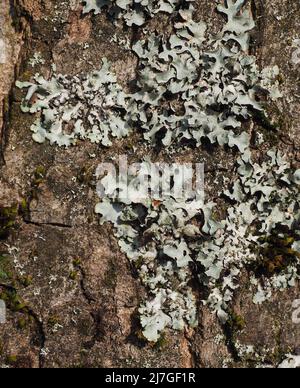 Flechten, die auf der Rinde eines reifen Baumes in einem Wald in Lancashire, England, Großbritannien, wächst. Stockfoto
