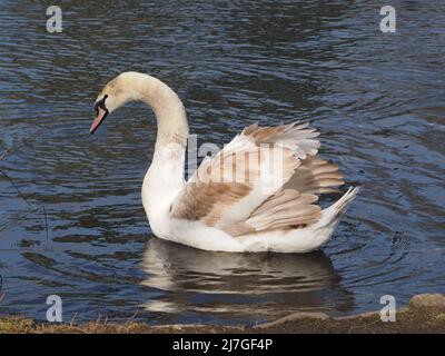 Unreifer stummer Schwan (cygnus olor), der auf einem See im Norden Englands schwimmt. Stockfoto