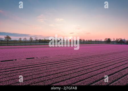 Luftaufnahme eines rosa Tulpenfeldes in Keukenhof, Lisse bei Sonnenaufgang in den Niederlanden Stockfoto