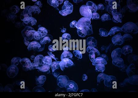 Schöne Lichtreflexion auf Quallen im Aquarium. Stockfoto