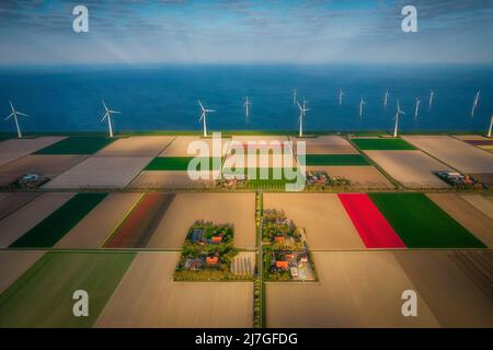 Luftaufnahme der farbenfrohen Tulpenfelder und Bauernhäuser mit Reihen von großen Windturbinen in Noordoostpolder, einem Teil der Niederlande Stockfoto