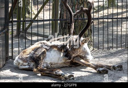 Hirsch mit großem Geweih im Zoo im Freien. Stockfoto