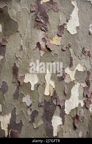 Tarnmuster des Schälbarks des gewöhnlichen Ebenenbaums, Platanus x acerifolia oder Platanus x hispanica oder hybrider Ebenenbaum Stockfoto