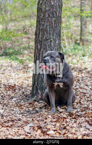 Cane Corso sitzt neben einem Baum im Wald Stockfoto