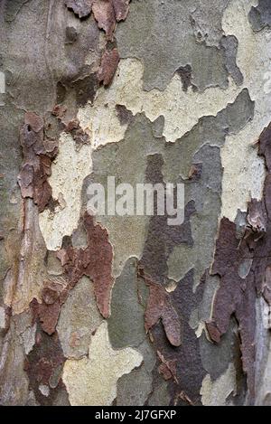 Tarnmuster des Schälbarks des gewöhnlichen Ebenenbaums, Platanus x acerifolia oder Platanus x hispanica oder hybrider Ebenenbaum Stockfoto