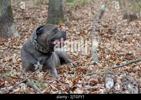 Cane Corso Hund liegt auf Blättern im Wald in Polen Stockfoto