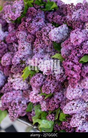 Frische, blühende lila Fliederblüten im Blumengeschäft im Freien. Frühlingsblüte. Stockfoto