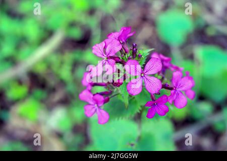 Rosa Blütenblätter von Lunaria annua chedglow im Wald in Polen Stockfoto