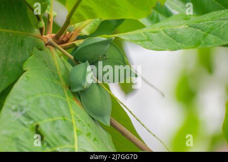 Terminalia catappa ist ein großer tropischer Baum im Bleiholzbaum. Landmandel. Indische Mandel. Malabarmandel. Seemandel, tropische Mandel, Strand al Stockfoto