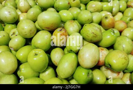 Ziziphus mauritiana. Indischer Jujube. Indische Pflaume. Chinesisches Datum. Chinesischer Apfel. Dunks. Stockfoto