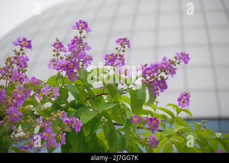 Lagerstroemia speciosa. Riesige Crepe-Myrte. Die Kreppmyrte der Königin. Banaba-Werk. Stolz auf Indien. Stockfoto