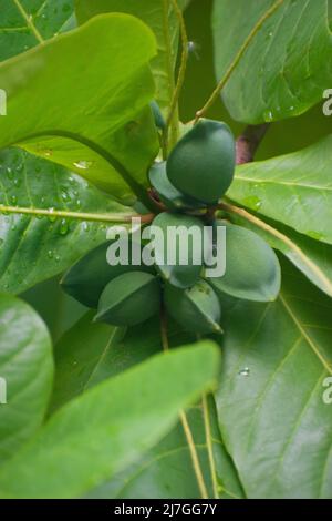 Terminalia catappa ist ein großer tropischer Baum im Bleiholzbaum. Landmandel. Indische Mandel. Malabarmandel. Seemandel, tropische Mandel, Strand al Stockfoto