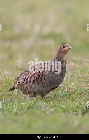 Gray Partridge (Perdix perdix) Holkham Norfolk UK GB Mai 2022 Stockfoto