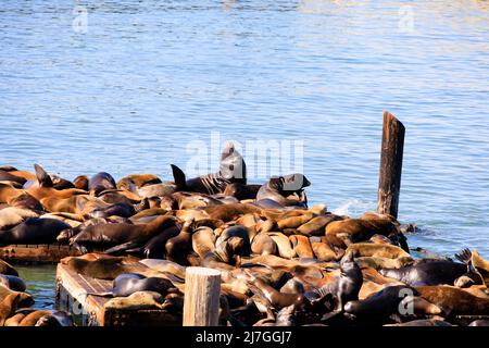 Kalifornische Seelöwen, Zalophus californianus, sonnen sich auf schwimmenden Betten am Pier 39, San Francisco, Kalifornien, USA Stockfoto