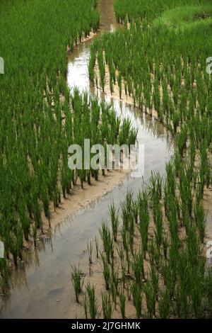 Reisfeld im traditionellen Dorf Kete Kesu in Nord-Toraja, Süd-Sulawesi, Indonesien. Stockfoto