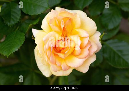 Gelbe Rosenblüte wächst im Garten. Rosa chinensis Stockfoto