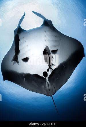 Riesiger ozeanischer Manta Ray (Mobula birostris) über dem Revillagigedo Archipel, Pazifischer Ozean, Mexiko Stockfoto