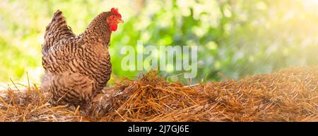 Blick auf den Sommer mit Sonnenlicht von einem freilandenden Huhn, das auf frischem Bauernhay läuft Stockfoto