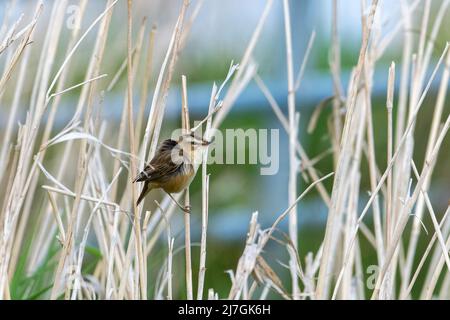 Sedge Warbler, (Acrocephalus schoenobaenus), Loch of Strathbeg, Aberdeenshire, Schottland, VEREINIGTES KÖNIGREICH Stockfoto