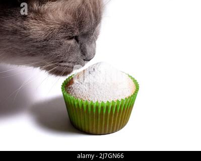 Katze schnüffelt einen mit Puderzucker bestreuten Cupcake. Hausgemachter Cupcake in Papiereinlagen isoliert auf weißem Hintergrund. Stockfoto