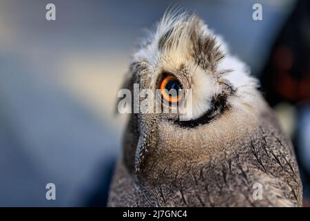 Naheule schaut gerade nach oben mit entspannten gelben Augen Stockfoto