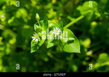 Gewöhnliches Kicherkraut, Stellaria media, blühend in Pruhonice, Mittelböhmische Region, Tschechische Republik, Am 3.. Mai 2022. (CTK Photo/Libor Sojka) Stockfoto